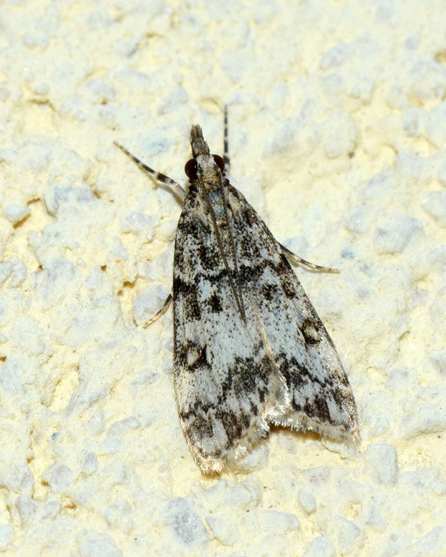 Crambidae Eudonia lacustrata ?